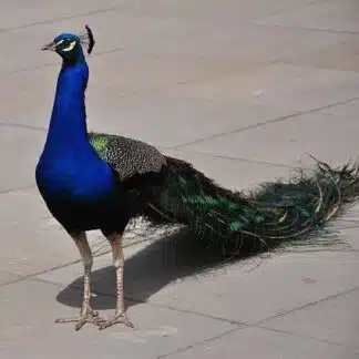 Pavão Azul a venda