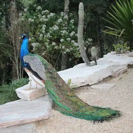 Comprar Pavão Azul em Minas Gerais