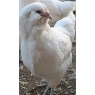Galinha Ameraucana Branca