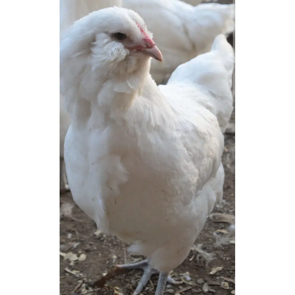 Galinha Ameraucana Branca