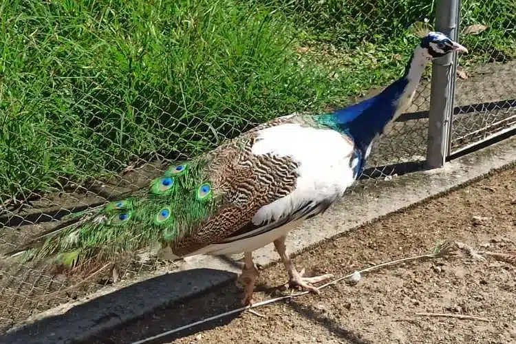 Pavão Arlequim Pastando