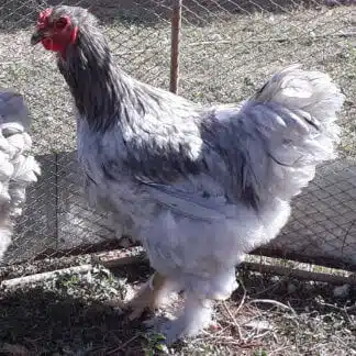 Galinha Brahma