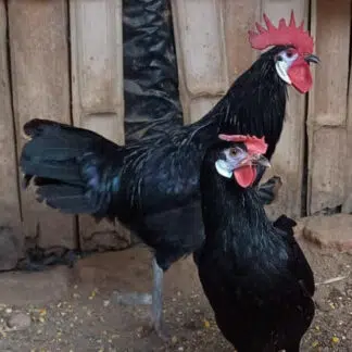 Galinha Cara de Palhaço