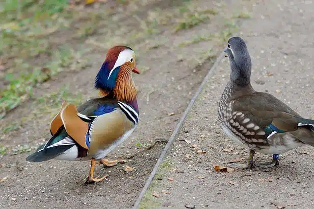 Casal Marreco Mandarim passeando