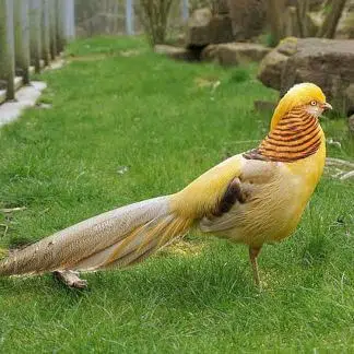 Faisão Canario