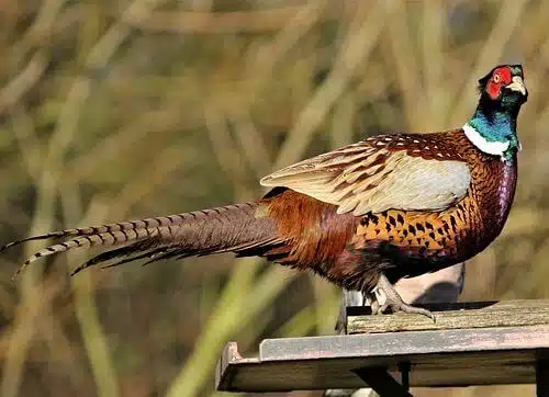 Faisão Coleira