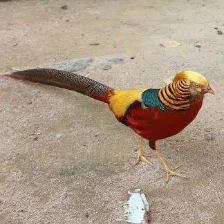 Faisão Dourado
