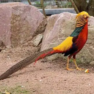 Faisão