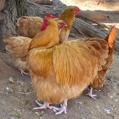 Galinha Orpinghton Amarela