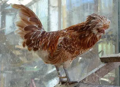 Galinha Polonesa - Imagem 3