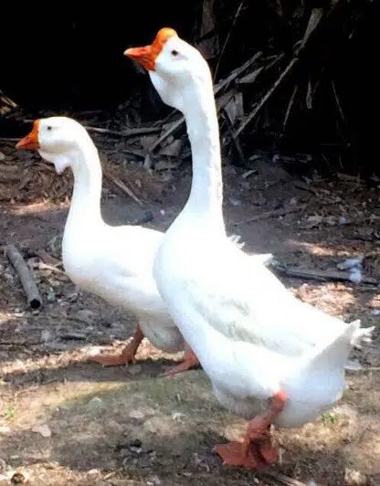 Ganso Branco de Barbela
