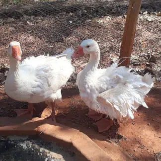Casal Ganso Sebastopol