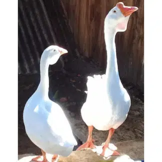 Ganso de Barbela Branco