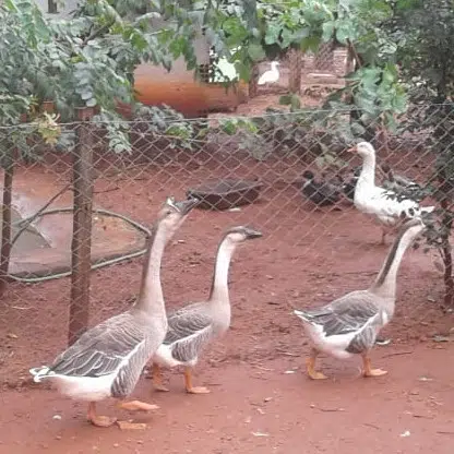Ganso Sinaleiro