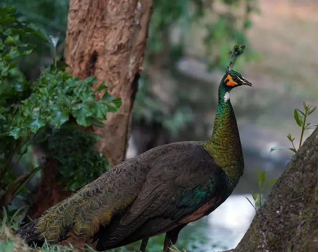 Pavao Verde