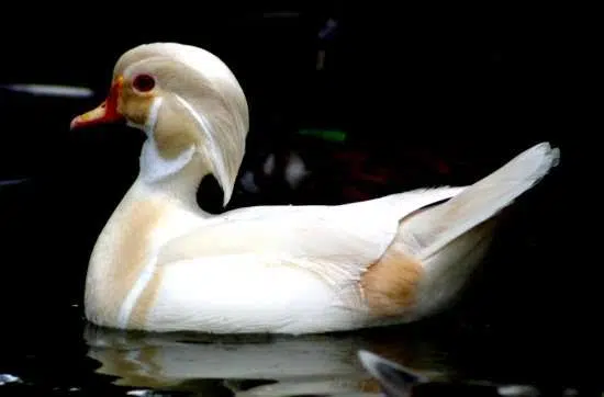 Marreco Carolina Branco - Imagem 2