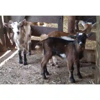Mini Cabritinhos
