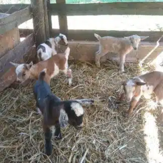 Mini Cabra