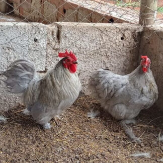 Galinha Mini Cochim