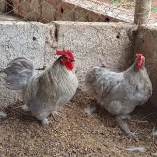 Galinha Mini Cochim