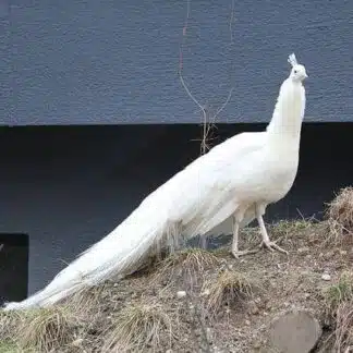 Pavão Branco a venda