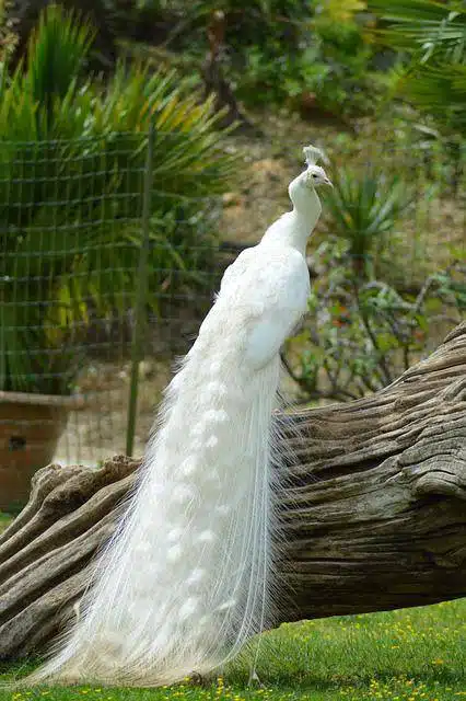 Pavão Branco em São Paulo