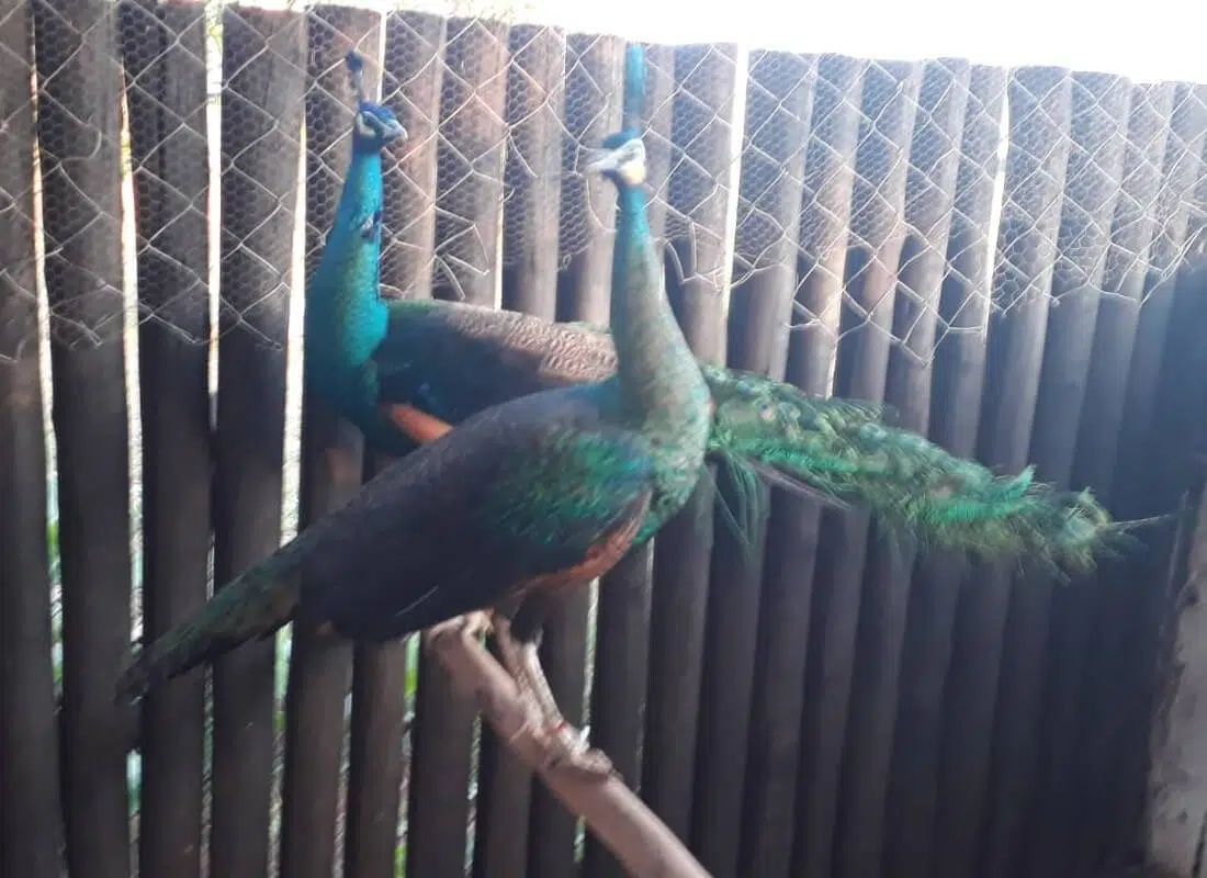 Pavão Spalding