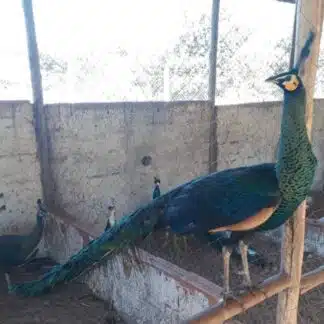 Pavão Verde Java
