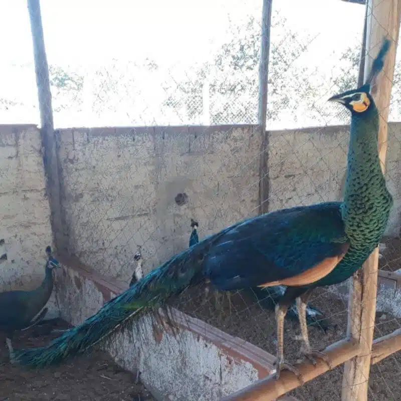 Pavão Verde Java