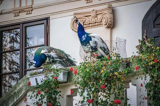 Pavões no Jardim