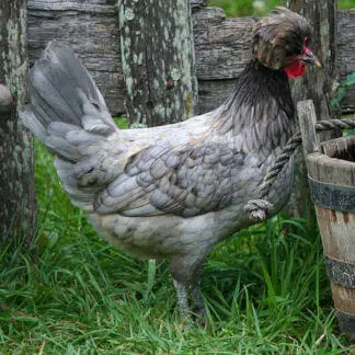 Galinha Polonesa