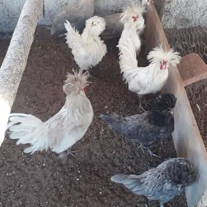 Galinhas Polonesa