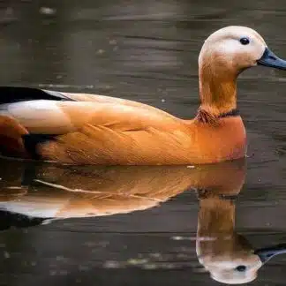 Tadorna em lago espelhado