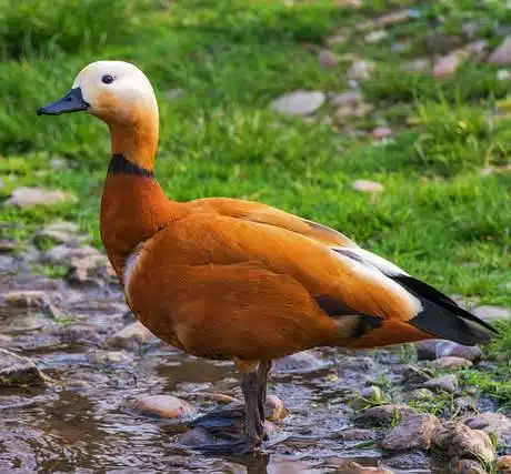 Tadorna Ferruginea a venda
