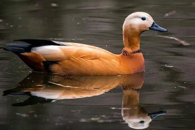 Tadorna em lago espelhado