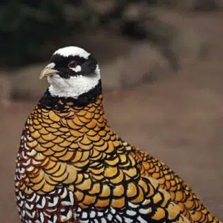Faisão Venerado