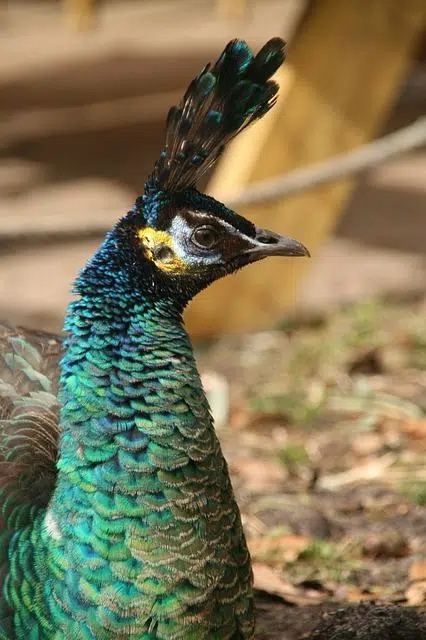 Verde Java