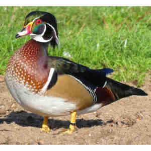 Marreco a venda - Criação e Venda de Aves Ornamentais