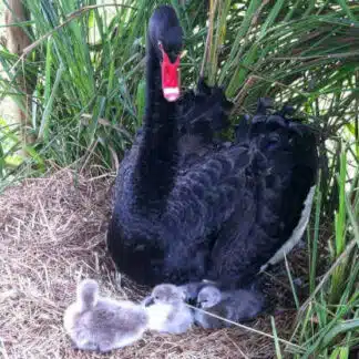 Cisne Negro a venda