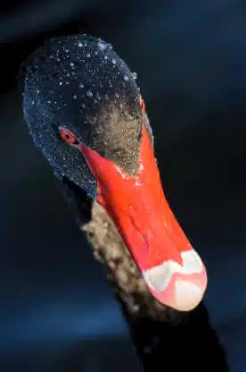 Criação de cisne negro