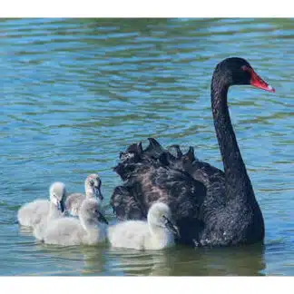Cisne