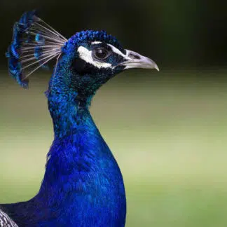 Pavão