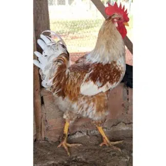 Galinha GSB também conhecida como Galinha Sertaneja Balão