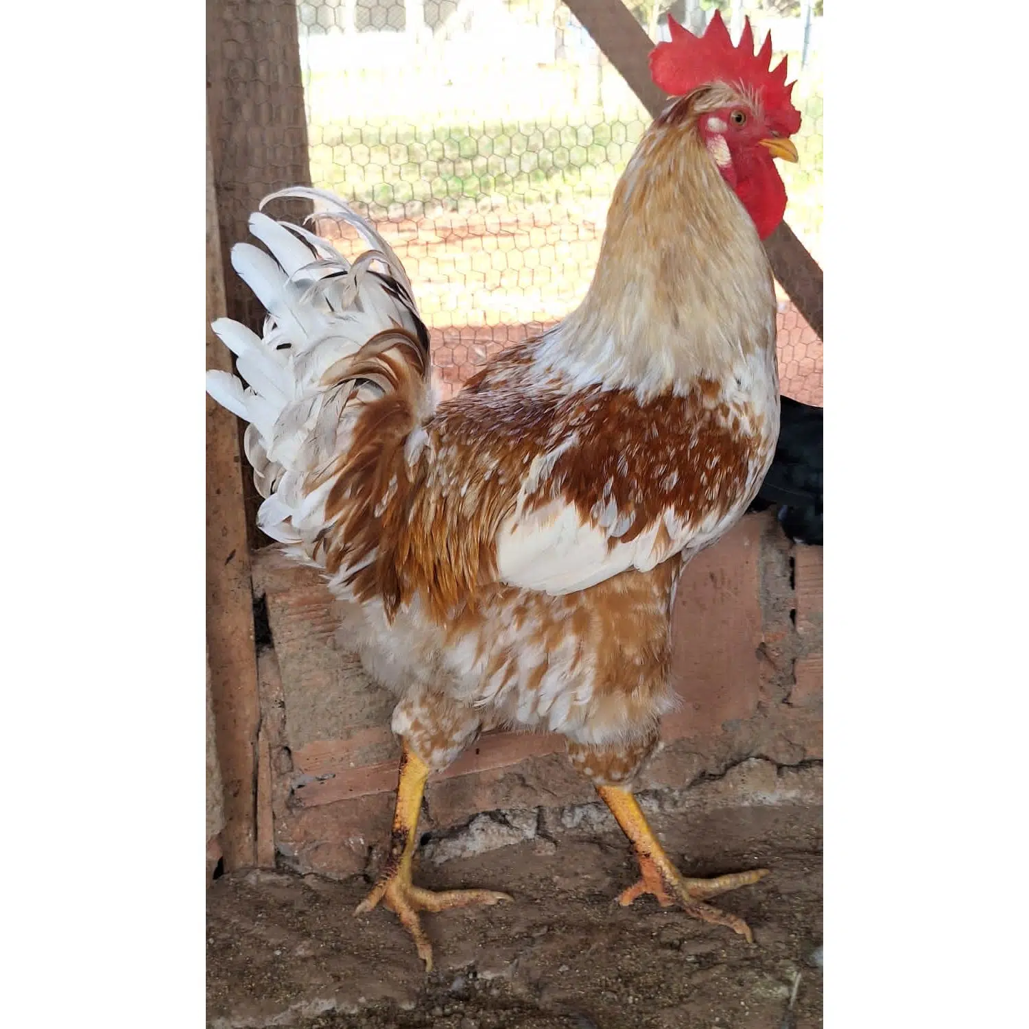 Galinha GSB também conhecida como Galinha Sertaneja Balão