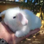 Mini Coelho
