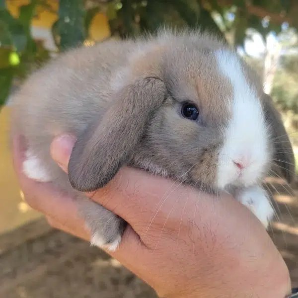 Mini Lop Uruguaio
