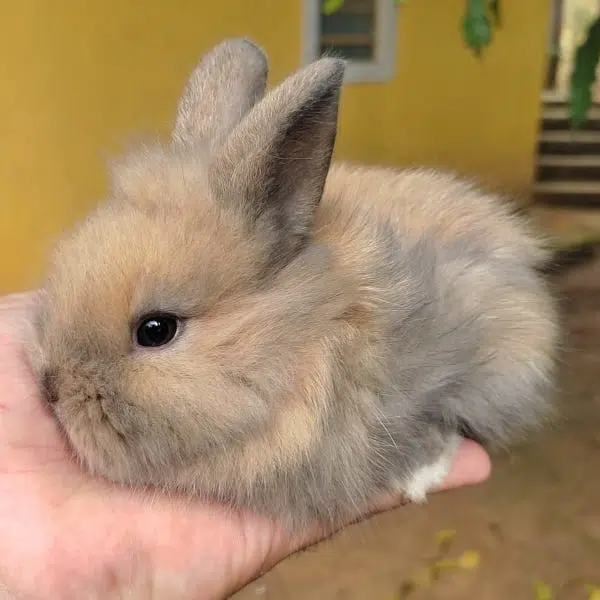 Mini Lion