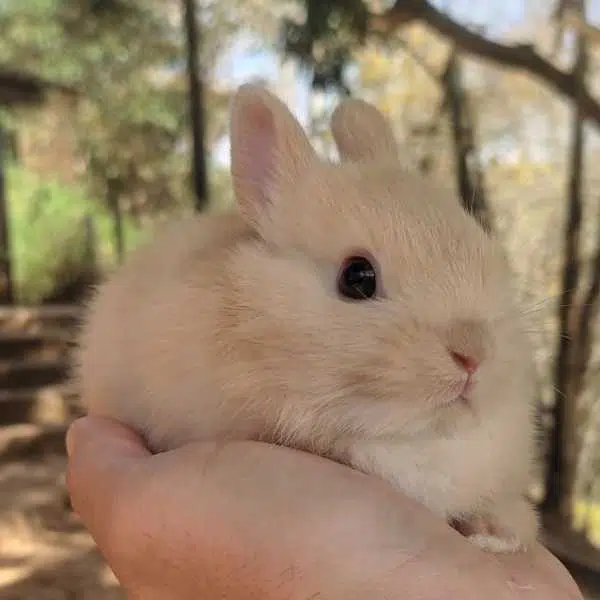 Netherland Dwarf